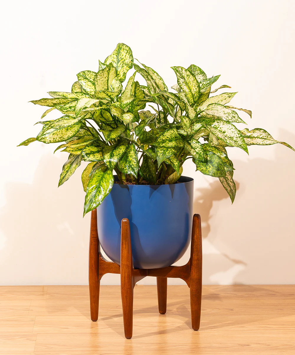 Extra Large (XL) Wooden Stand - Image 2