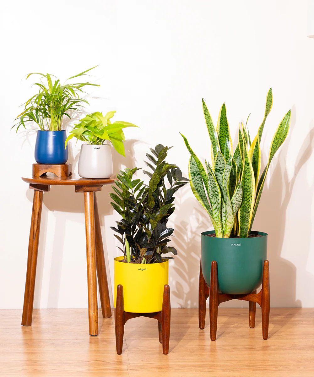 Extra Large (XL) Wooden Stand - Image 5
