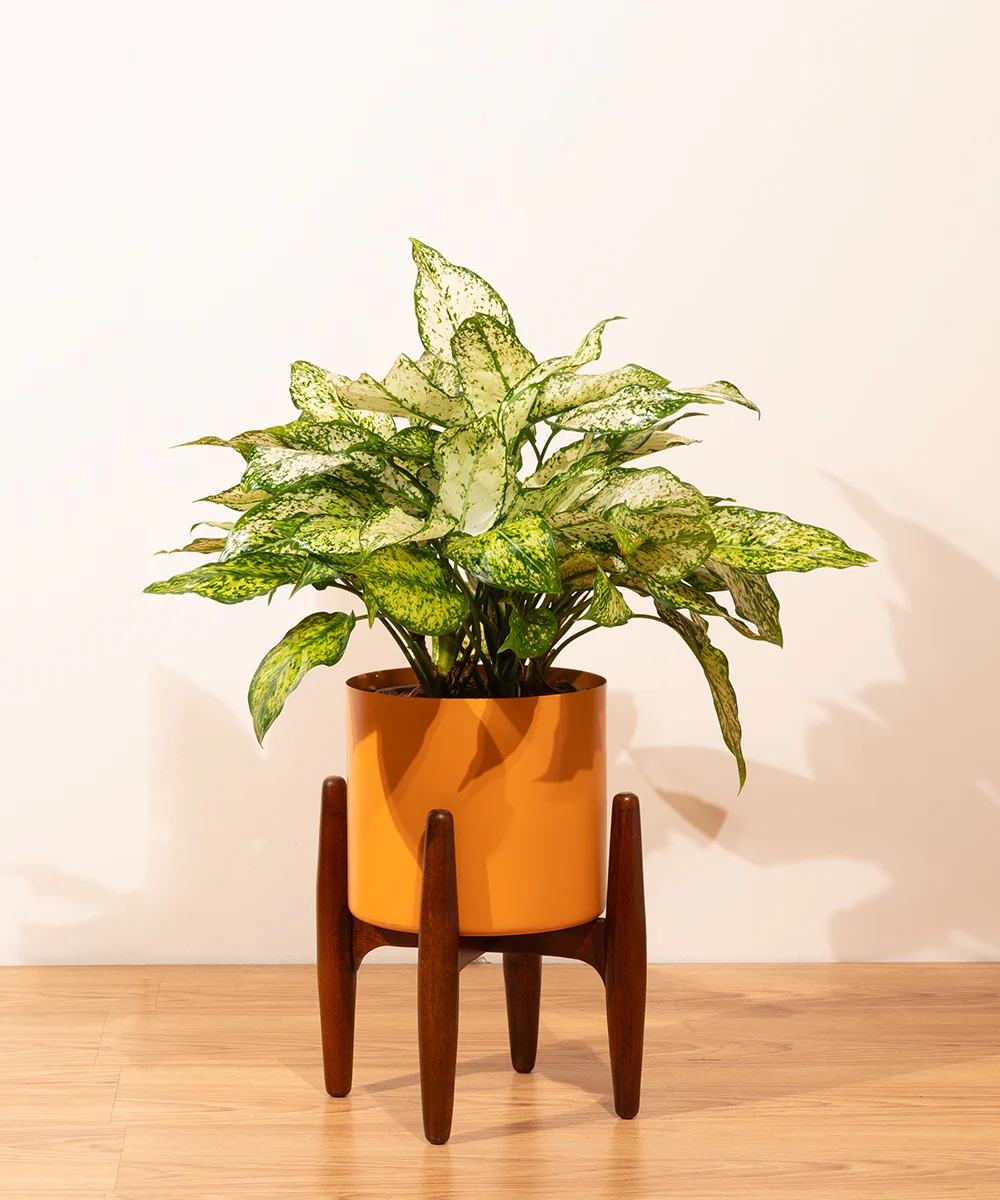 Large (L) Wooden Stand - Image 2