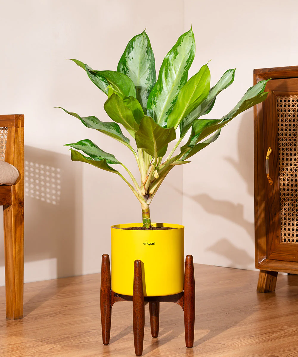 Aglaonema Ice Plant with Metal Self Watering Pot - Image 12