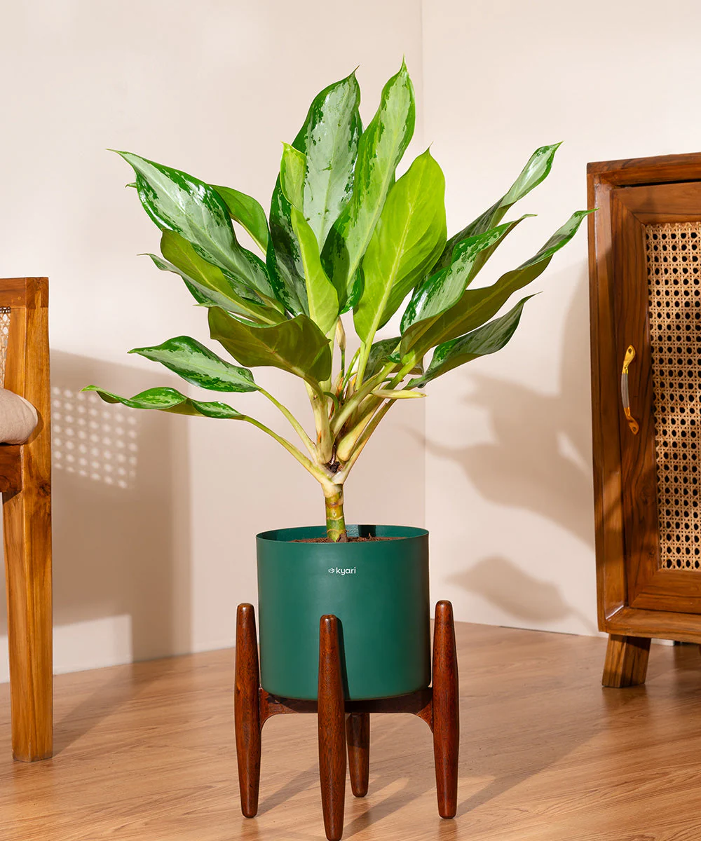 Aglaonema Ice Plant with Metal Self Watering Pot - Image 18