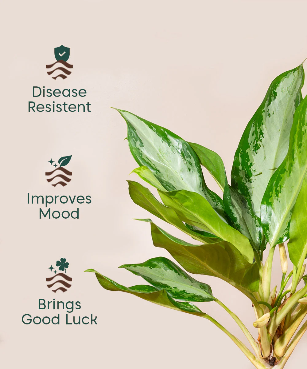 Aglaonema Ice Plant with Metal Self Watering Pot - Image 26