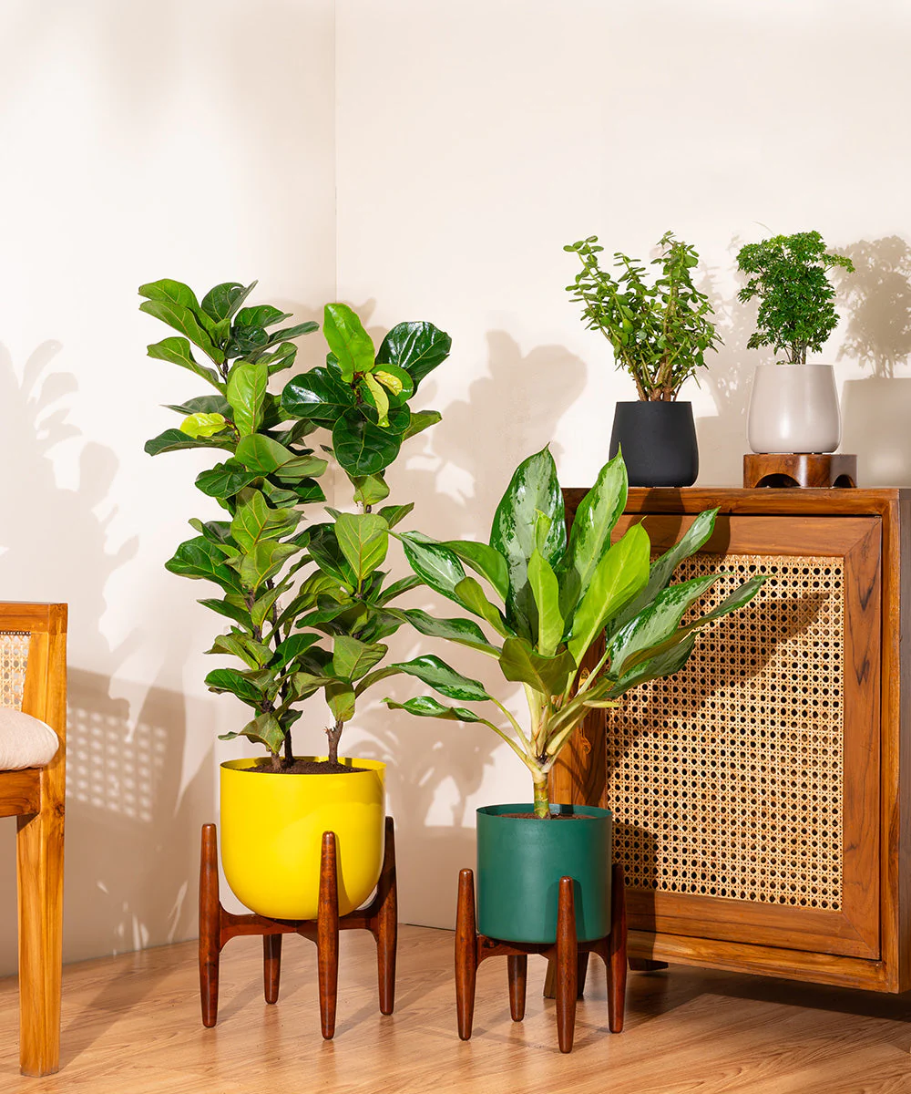 Aglaonema Ice Plant with Metal Self Watering Pot - Image 29