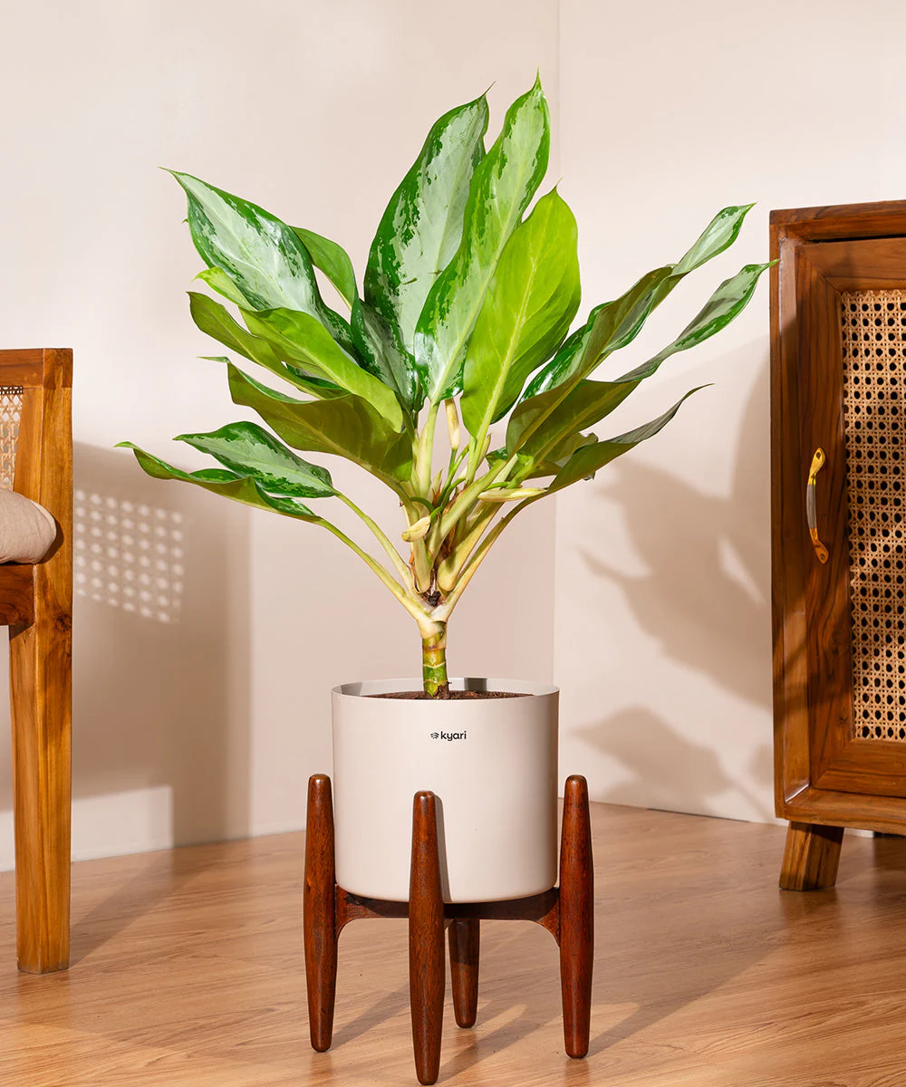 Aglaonema Ice Plant with Metal Self Watering Pot - Image 30