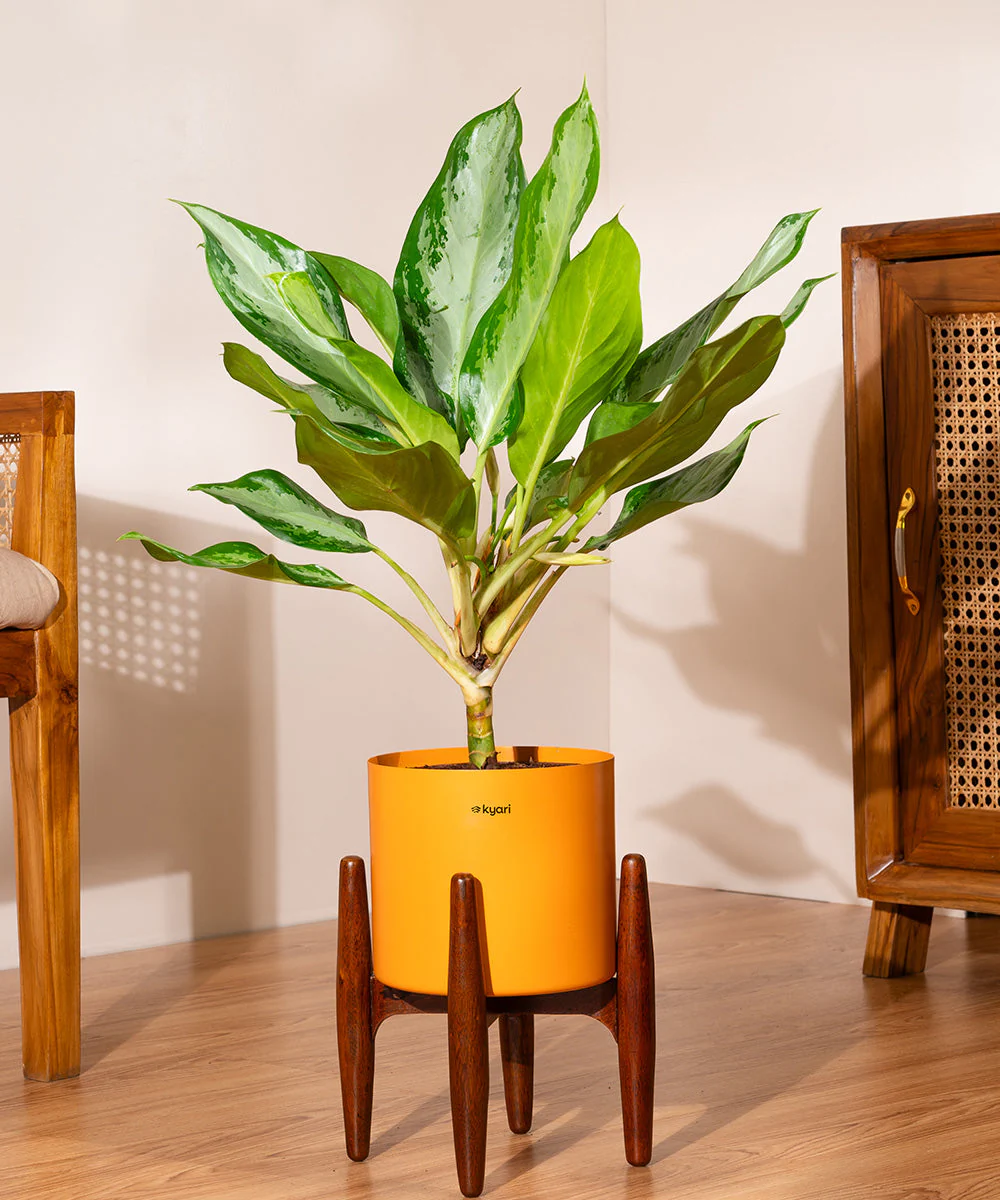 Aglaonema Ice Plant with Metal Self Watering Pot - Image 36