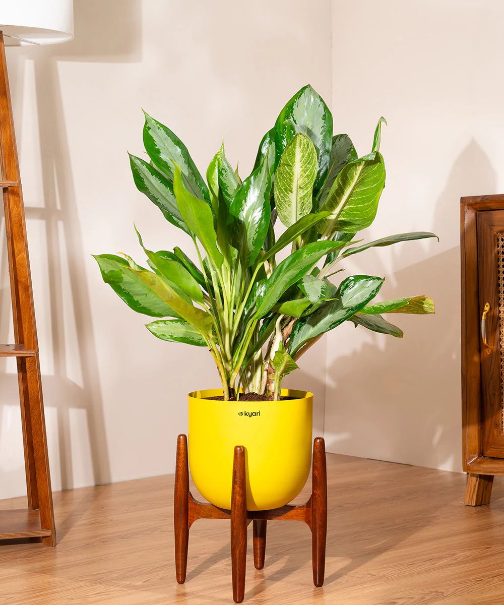 Aglaonema Ice Plant with Metal Self Watering Pot - Image 42
