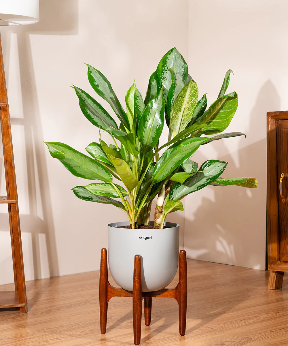 Aglaonema Ice Plant with Metal Self Watering Pot - Image 48