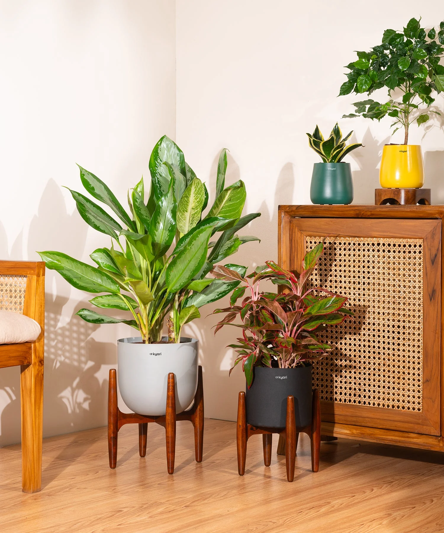 Aglaonema Ice Plant with Metal Self Watering Pot - Image 53