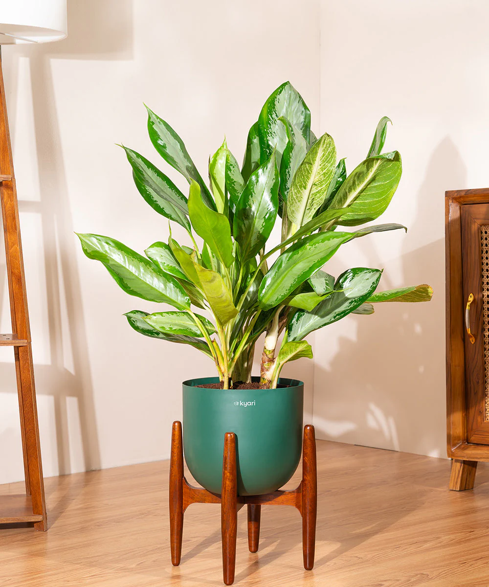 Aglaonema Ice Plant with Metal Self Watering Pot - Image 54