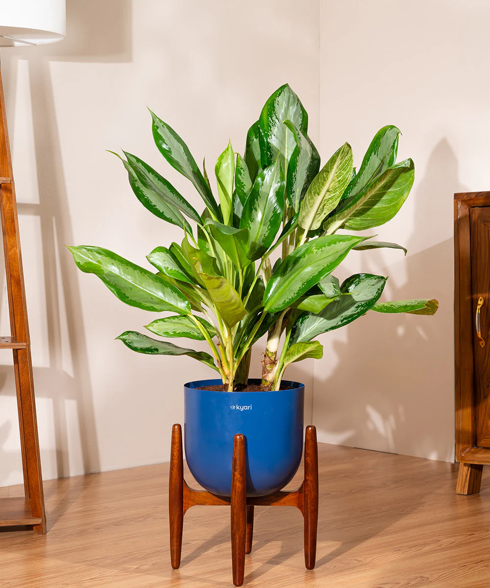 Aglaonema Ice Plant with Metal Self Watering Pot - Image 73