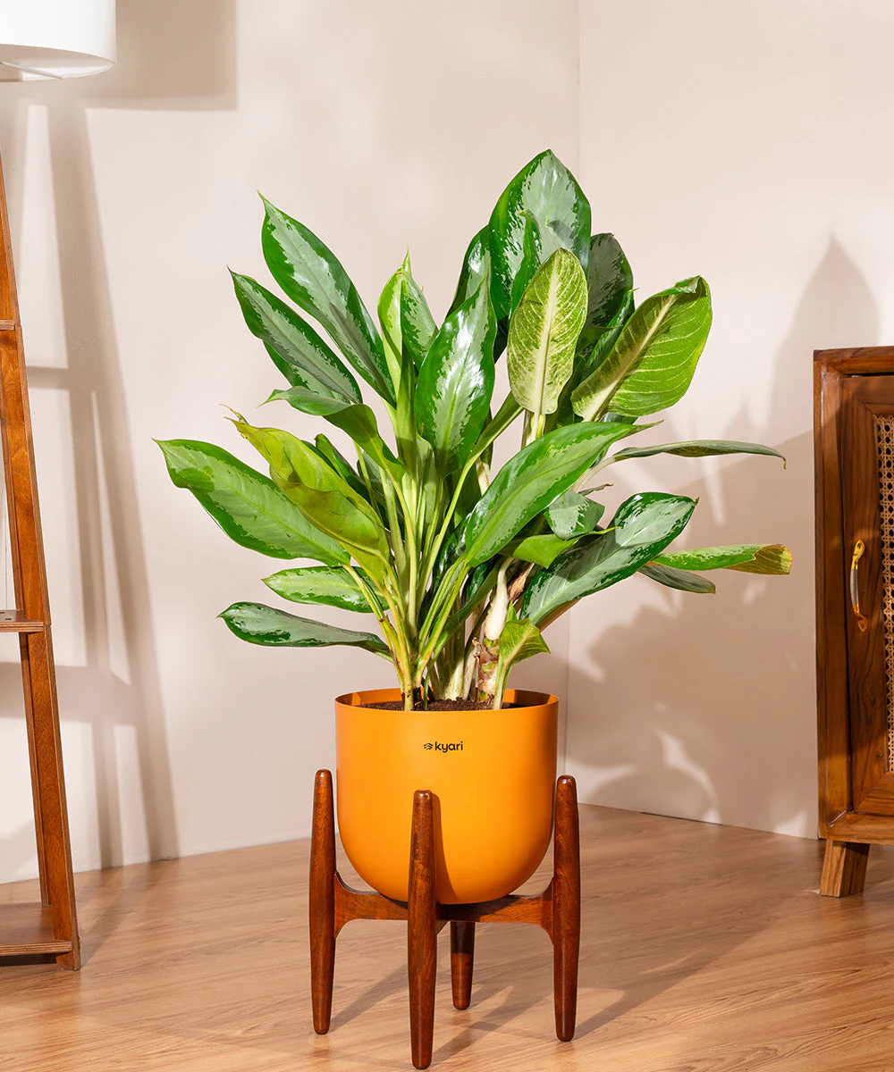 Aglaonema Ice Plant with Metal Self Watering Pot - Image 75