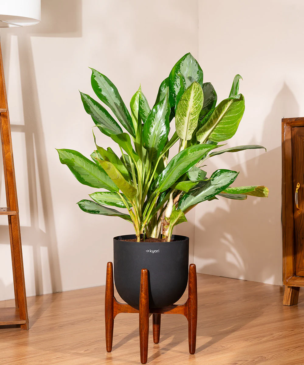 Aglaonema Ice Plant with Metal Self Watering Pot - Image 77