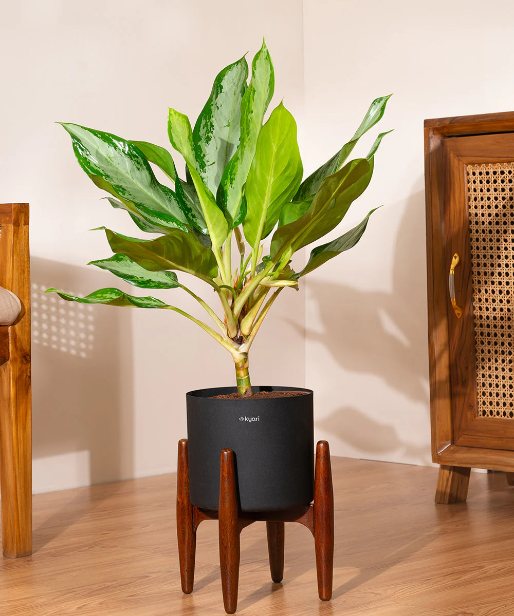 Aglaonema Ice Plant with Metal Self Watering Pot - Image 82