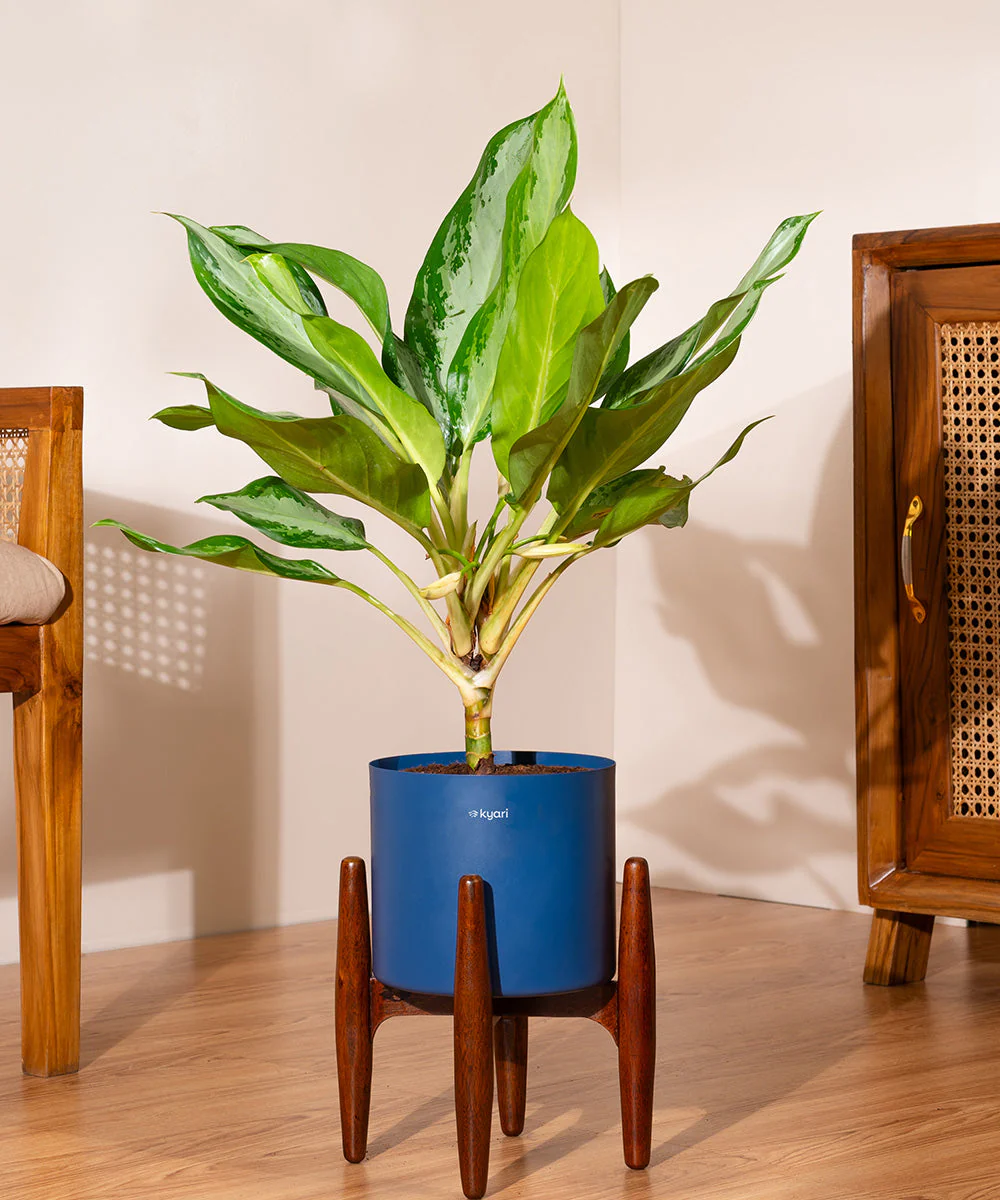 Aglaonema Ice Plant with Metal Self Watering Pot - Image 85