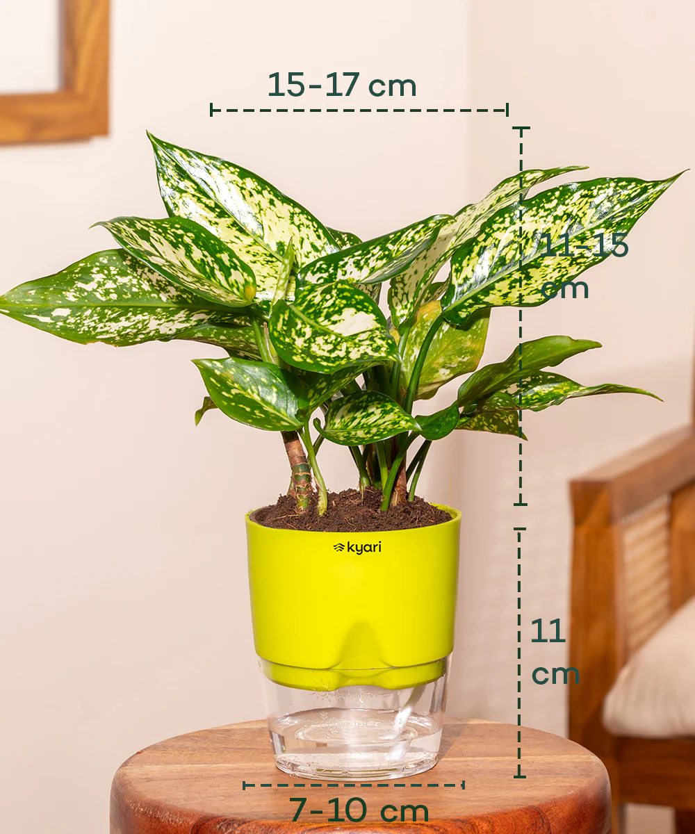 Aglaonema Snow White Plant - BYOB - Image 14