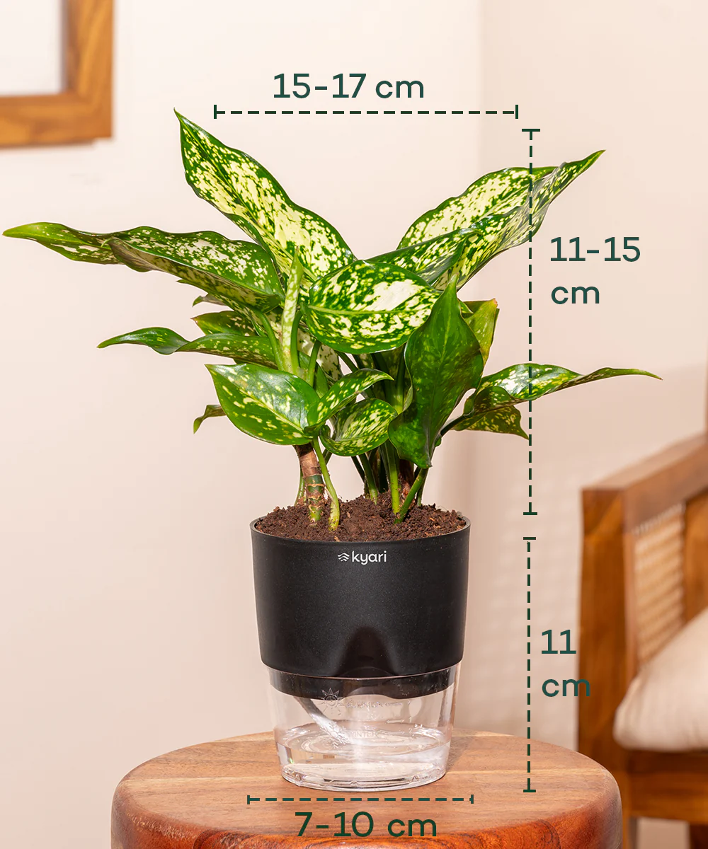 Aglaonema Snow White Plant - BYOB - Image 2