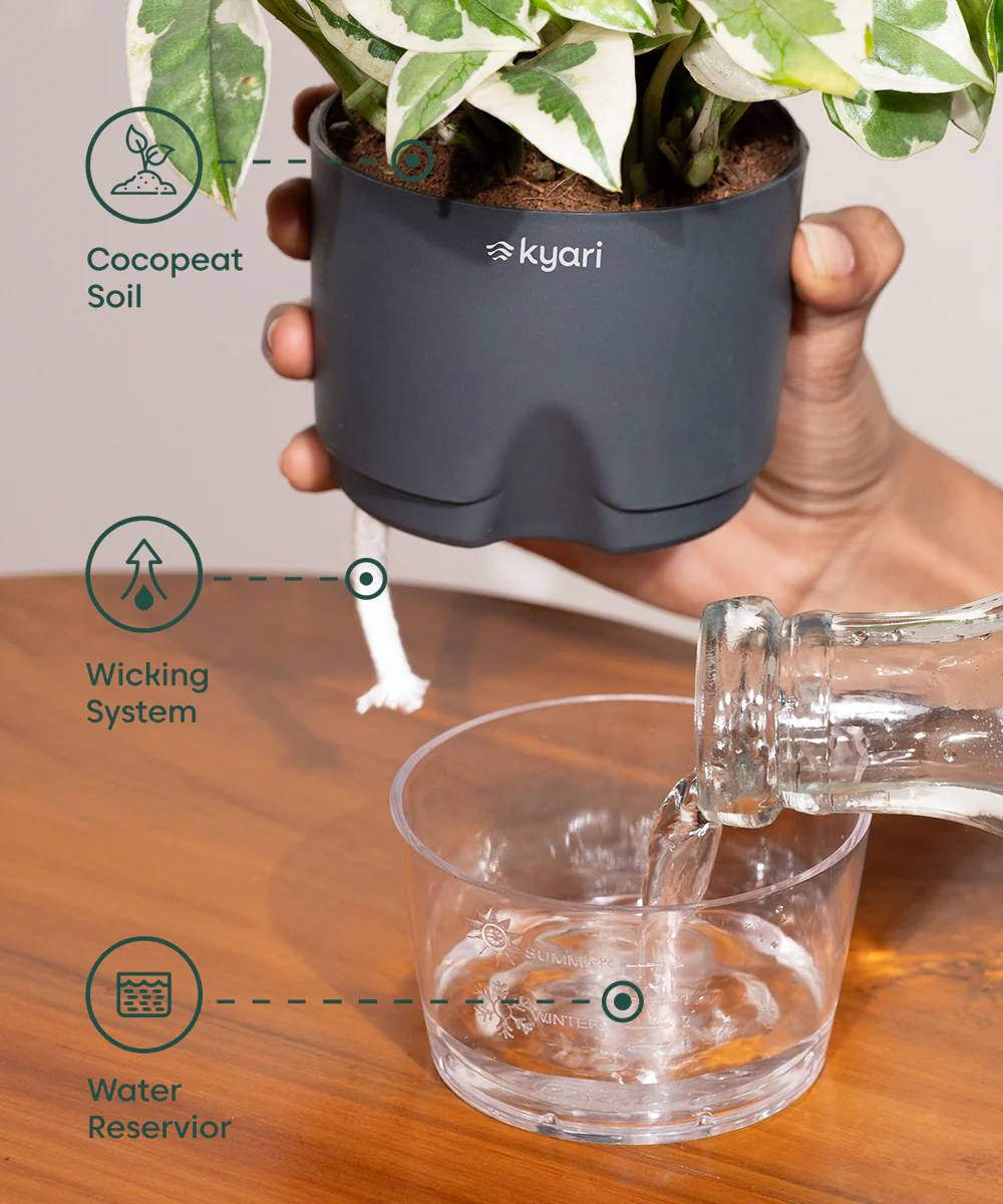 Aglaonema Snow White Plant - BYOB - Image 21