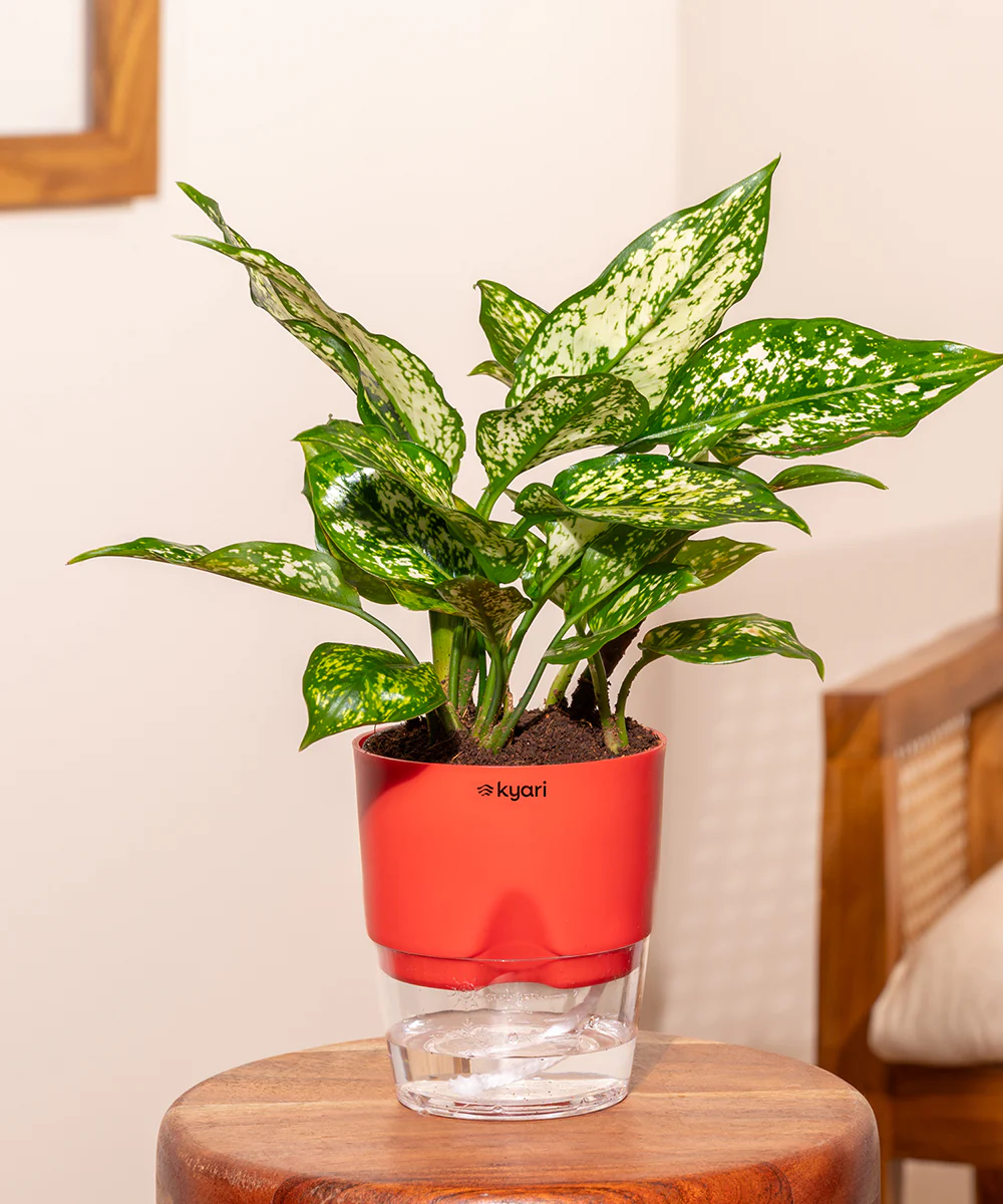 Aglaonema Snow White Plant - BYOB - Image 25