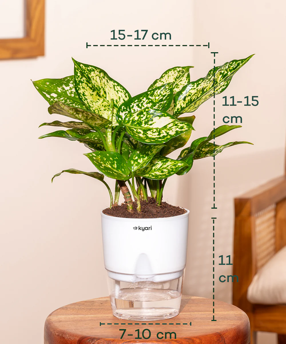 Aglaonema Snow White Plant - BYOB - Image 32