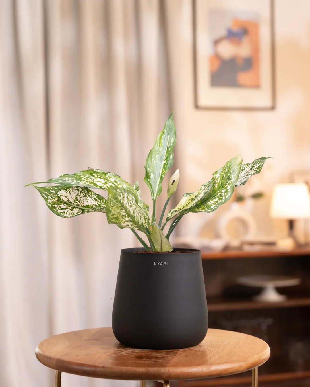 Aglaonema Snow White Plant with Medium Self Watering Pot - Image 21
