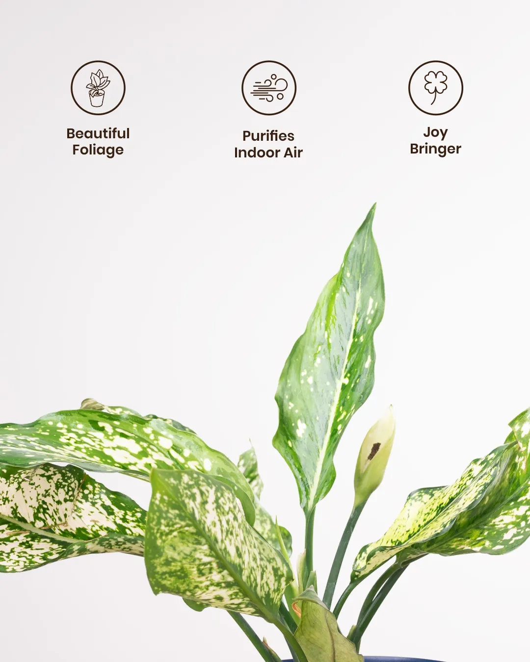 Aglaonema Snow White Plant with Medium Self Watering Pot - Image 22