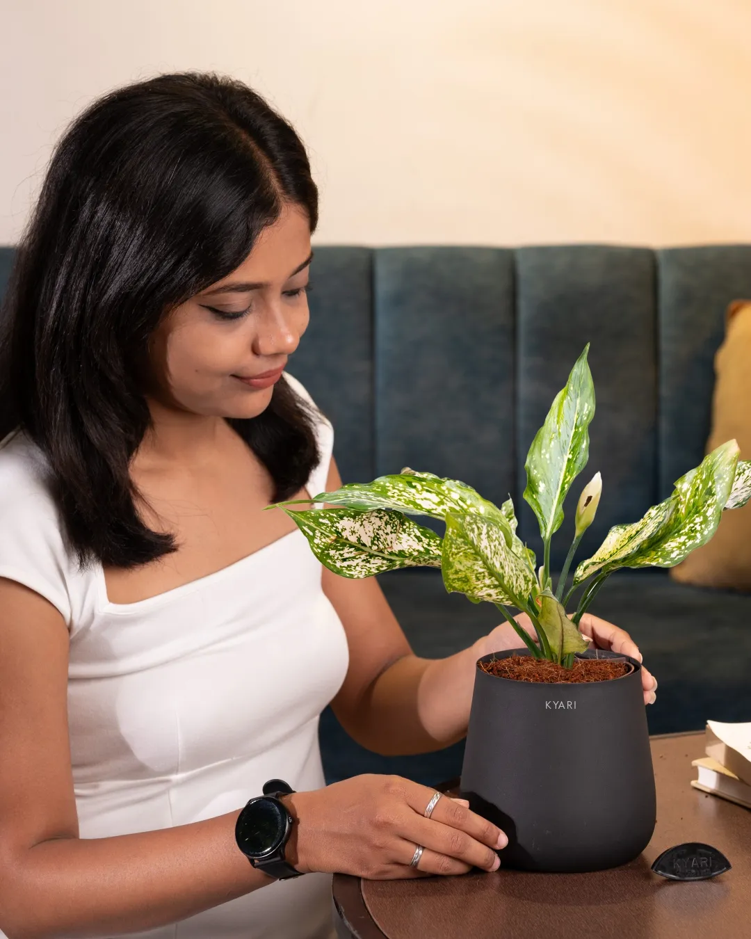 Aglaonema Snow White Plant with Medium Self Watering Pot - Image 23