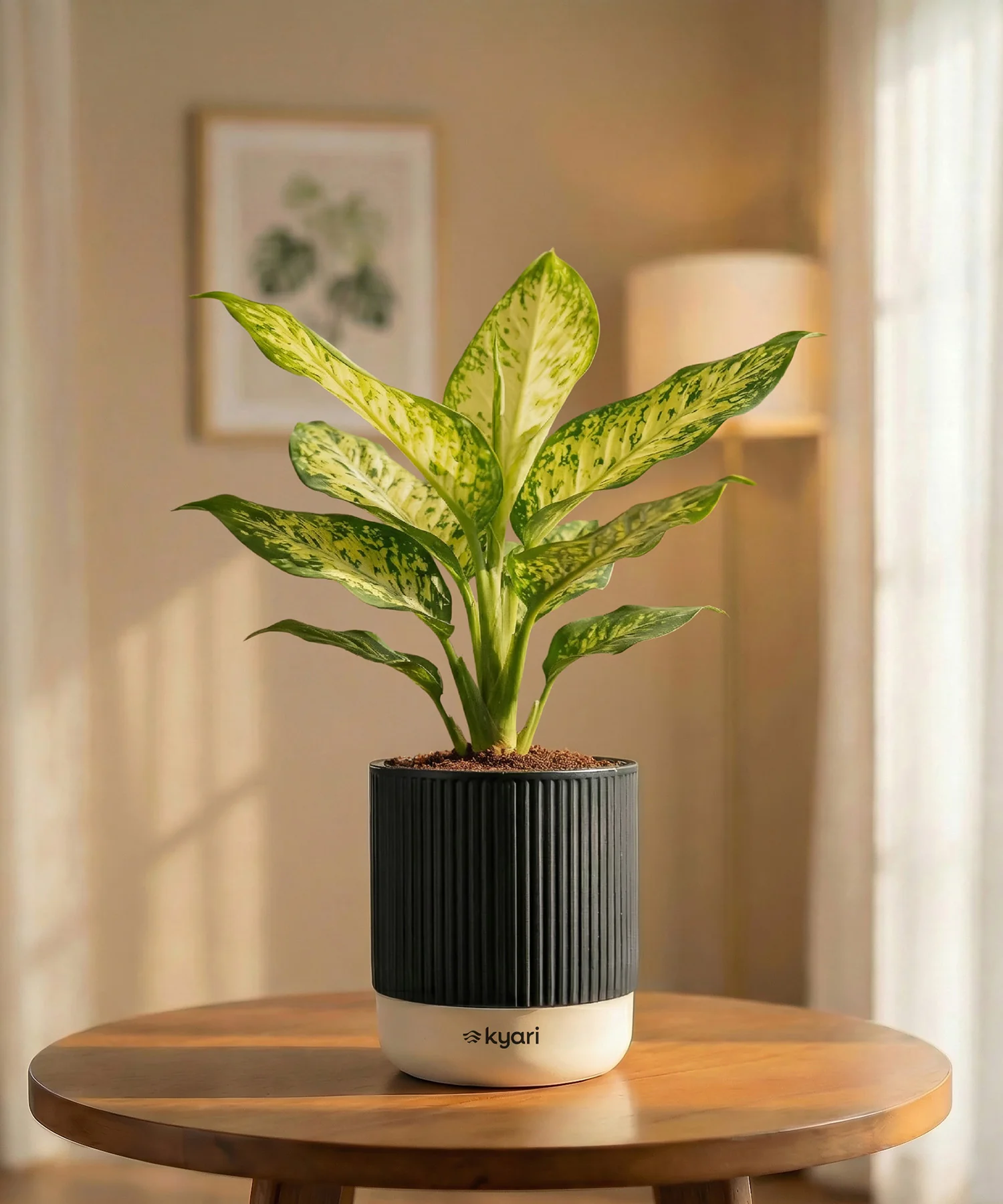 Aglaonema Snow White Plant with Medium Self Watering Pot - Image 32