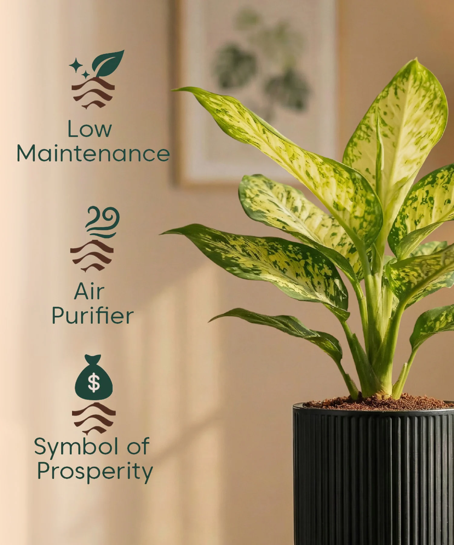 Aglaonema Snow White Plant with Medium Self Watering Pot - Image 34