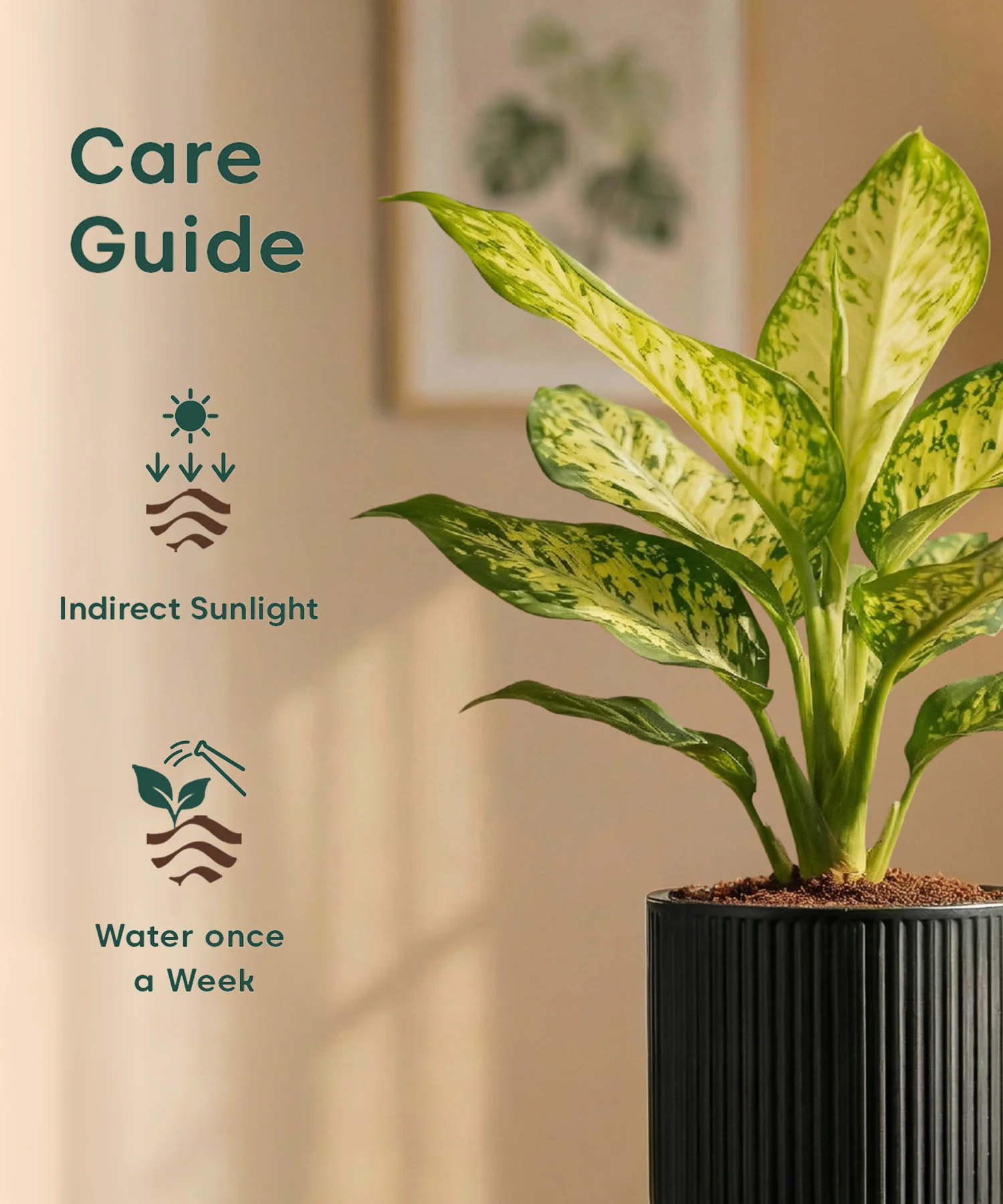 Aglaonema Snow White Plant with Medium Self Watering Pot - Image 35