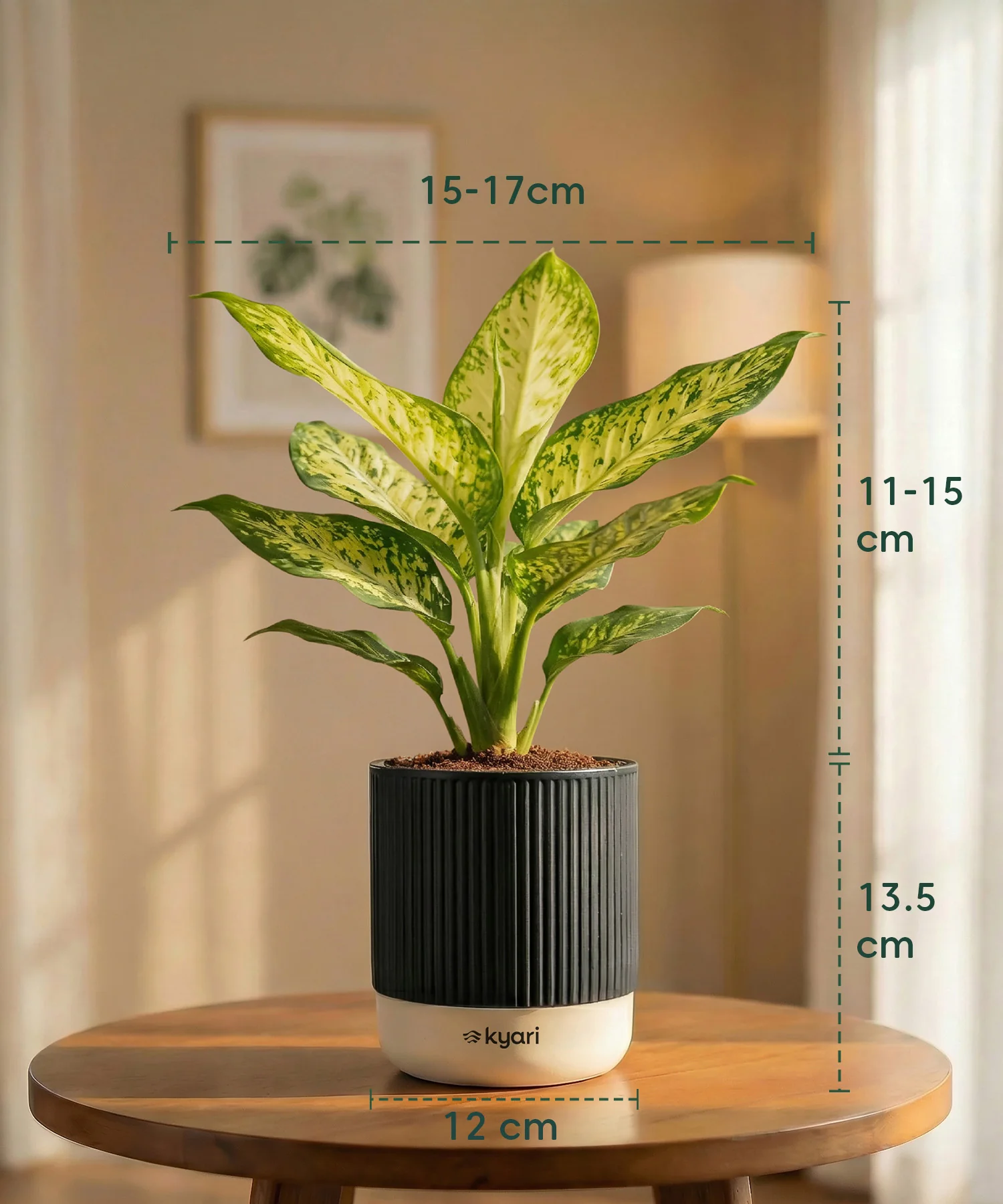 Aglaonema Snow White Plant with Medium Self Watering Pot - Image 36