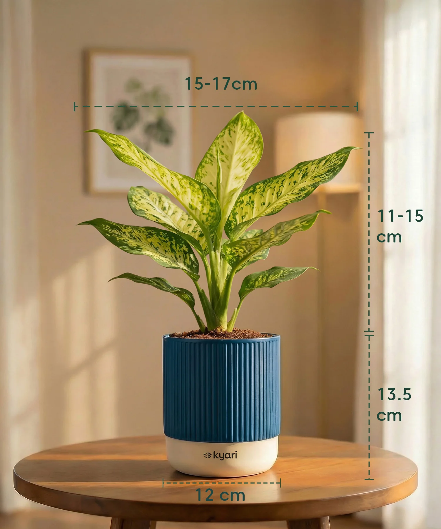 Aglaonema Snow White Plant with Medium Self Watering Pot - Image 39