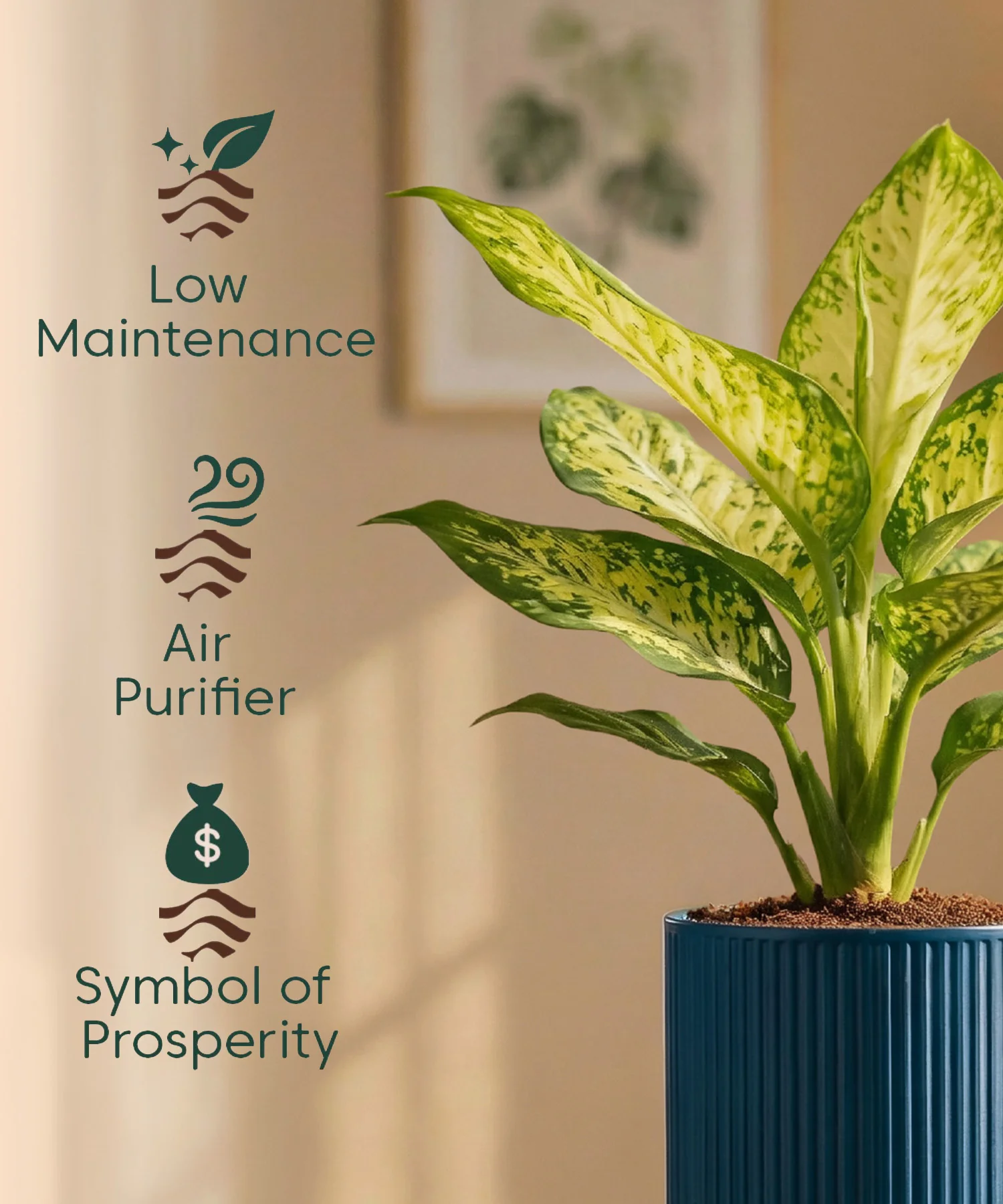 Aglaonema Snow White Plant with Medium Self Watering Pot - Image 40