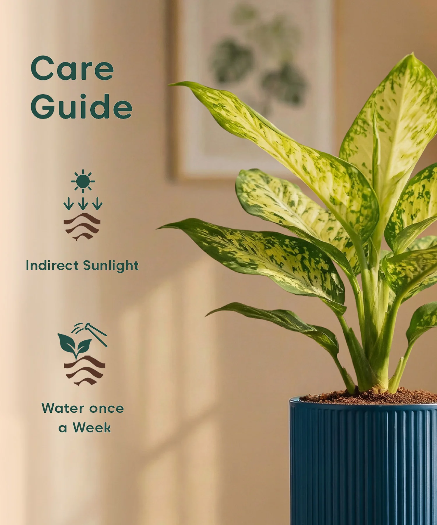 Aglaonema Snow White Plant with Medium Self Watering Pot - Image 41