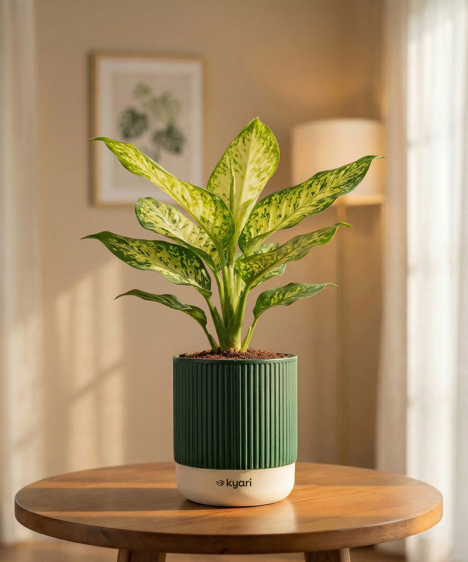 Aglaonema Snow White Plant with Medium Self Watering Pot - Image 42