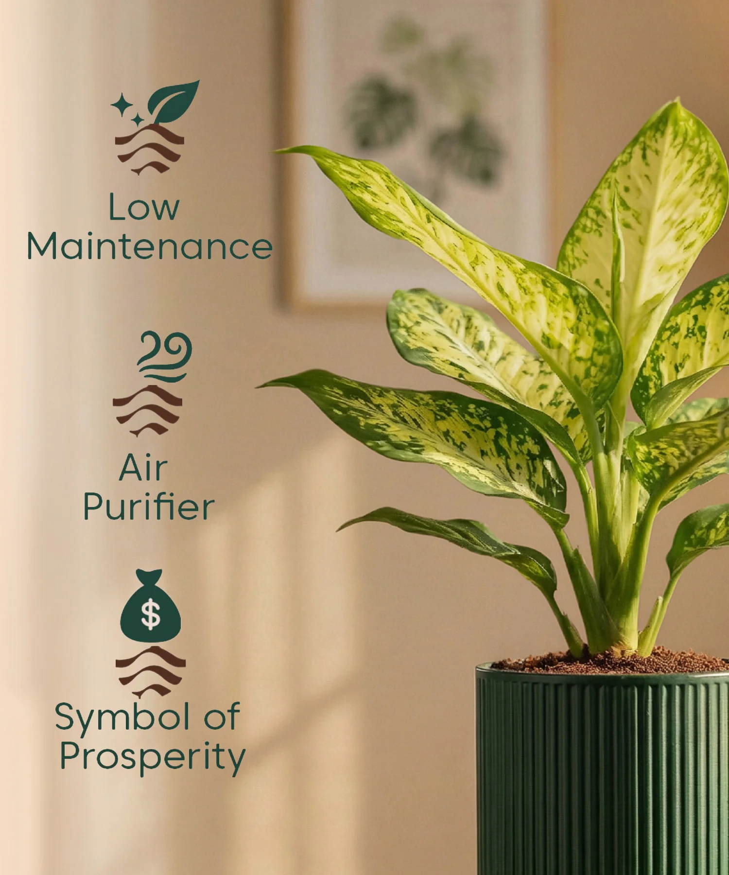 Aglaonema Snow White Plant with Medium Self Watering Pot - Image 45