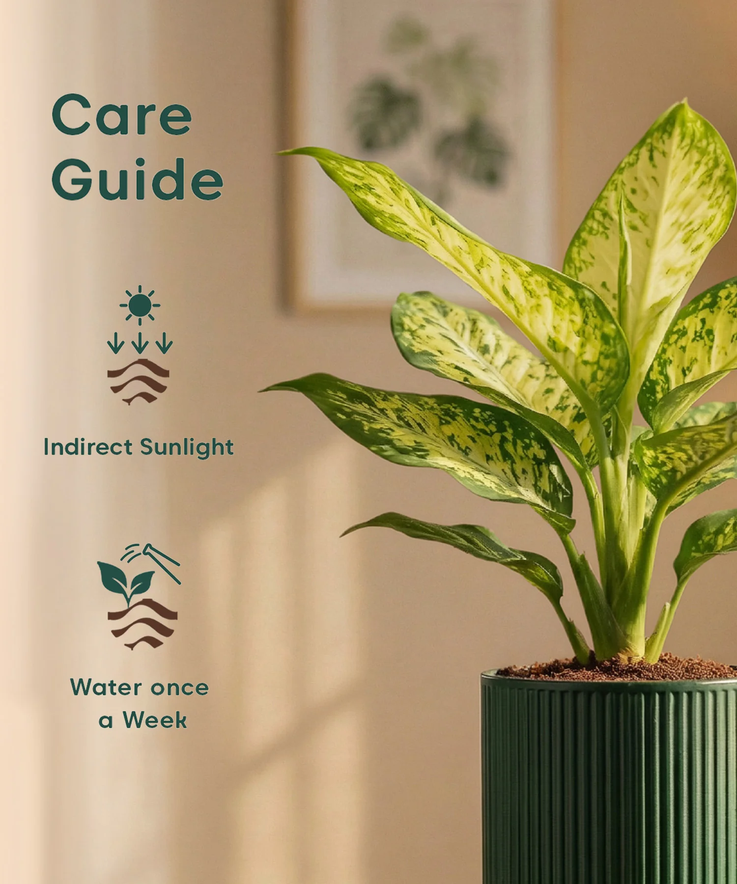Aglaonema Snow White Plant with Medium Self Watering Pot - Image 46