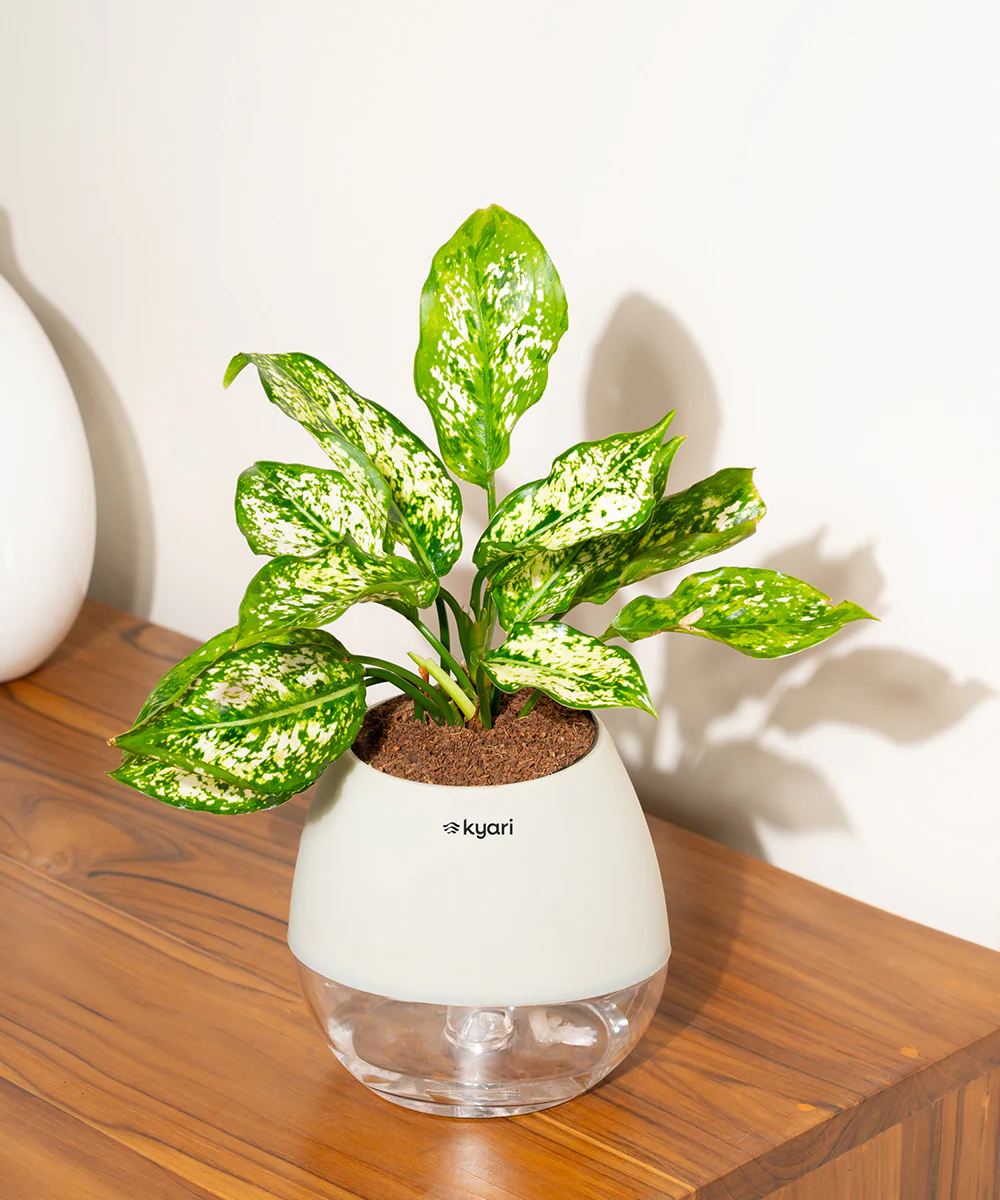 Aglaonema Snow White Plant With Self Watering Pot - Image 102