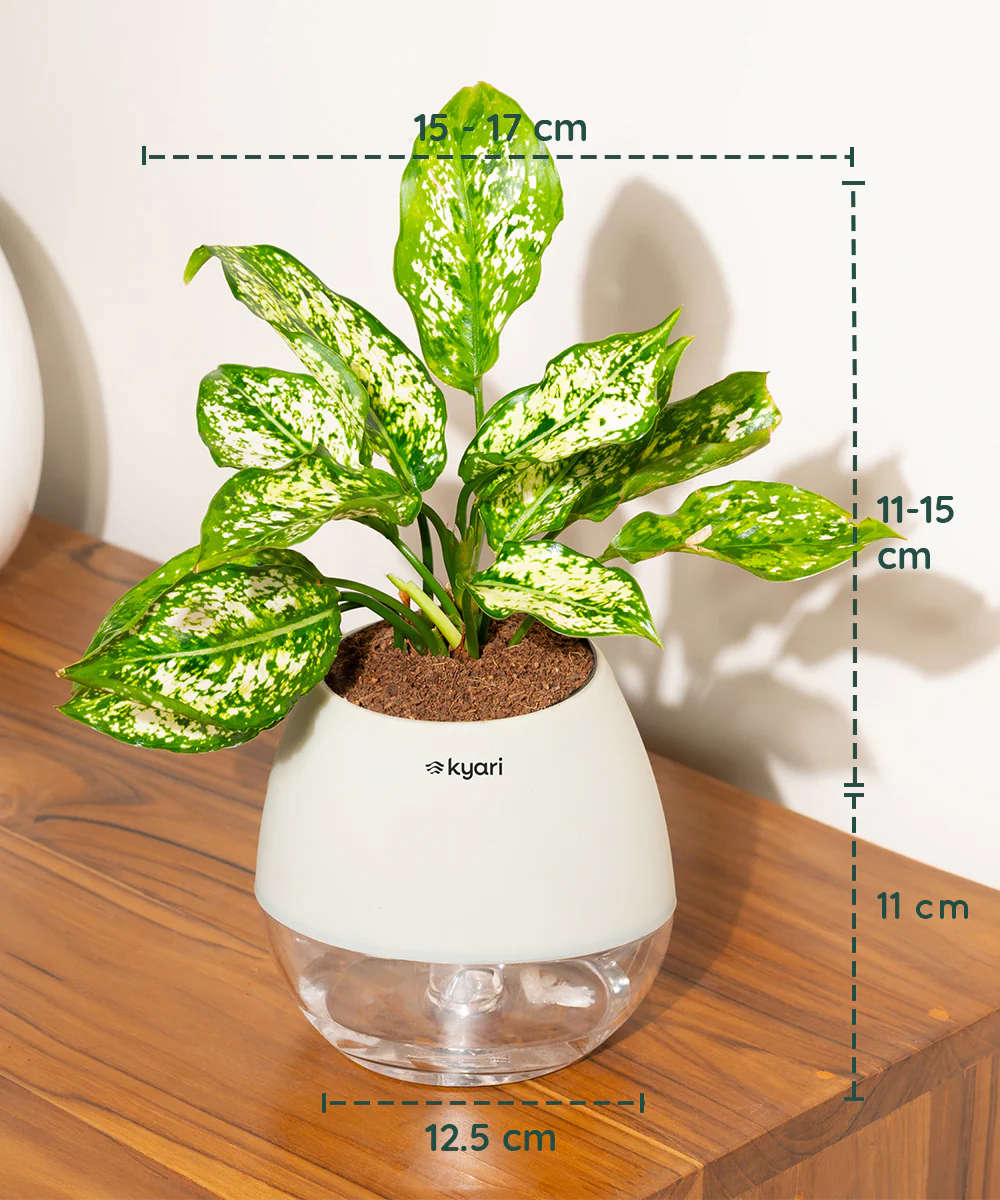 Aglaonema Snow White Plant With Self Watering Pot - Image 105
