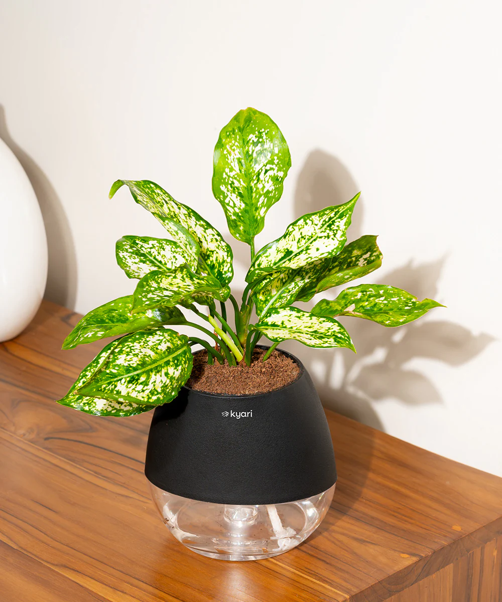 Aglaonema Snow White Plant With Self Watering Pot - Image 110