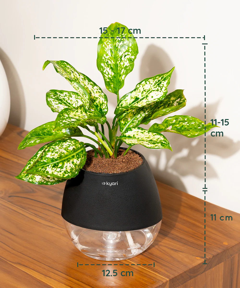 Aglaonema Snow White Plant With Self Watering Pot - Image 113