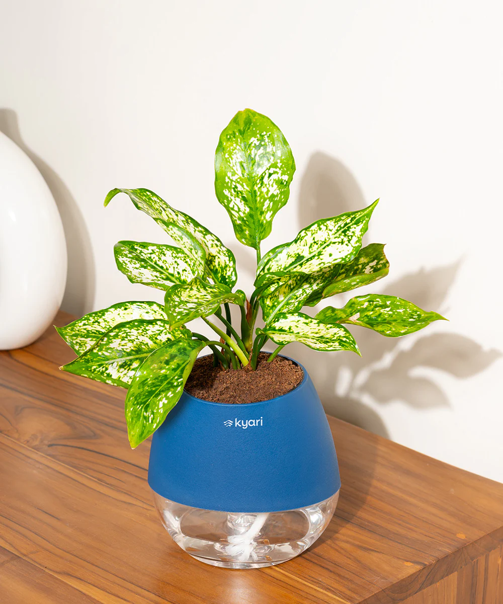 Aglaonema Snow White Plant With Self Watering Pot - Image 118