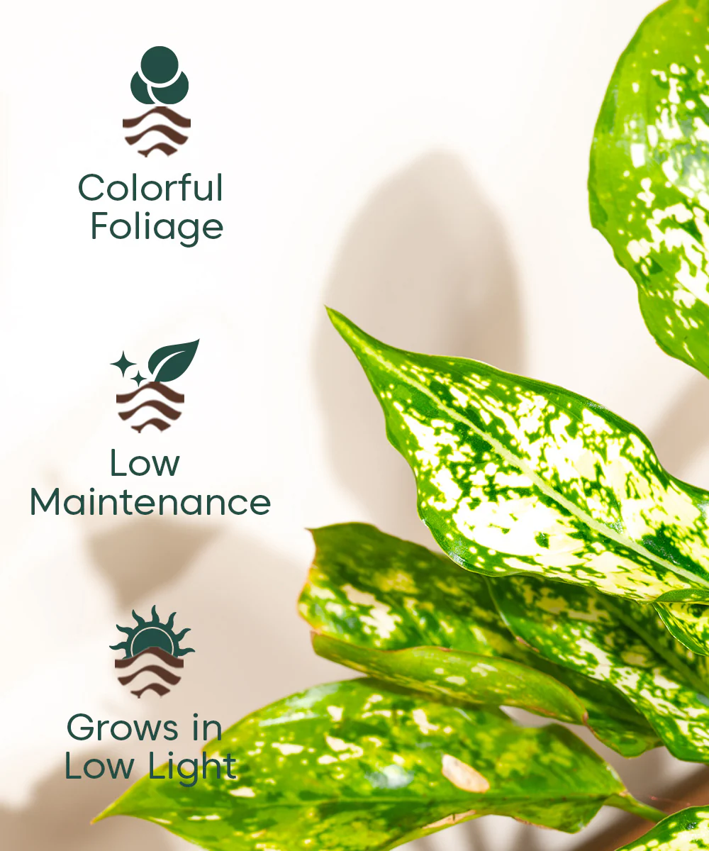 Aglaonema Snow White Plant With Self Watering Pot - Image 122