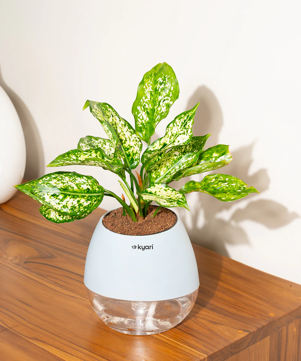 Aglaonema Snow White Plant With Self Watering Pot - Image 126