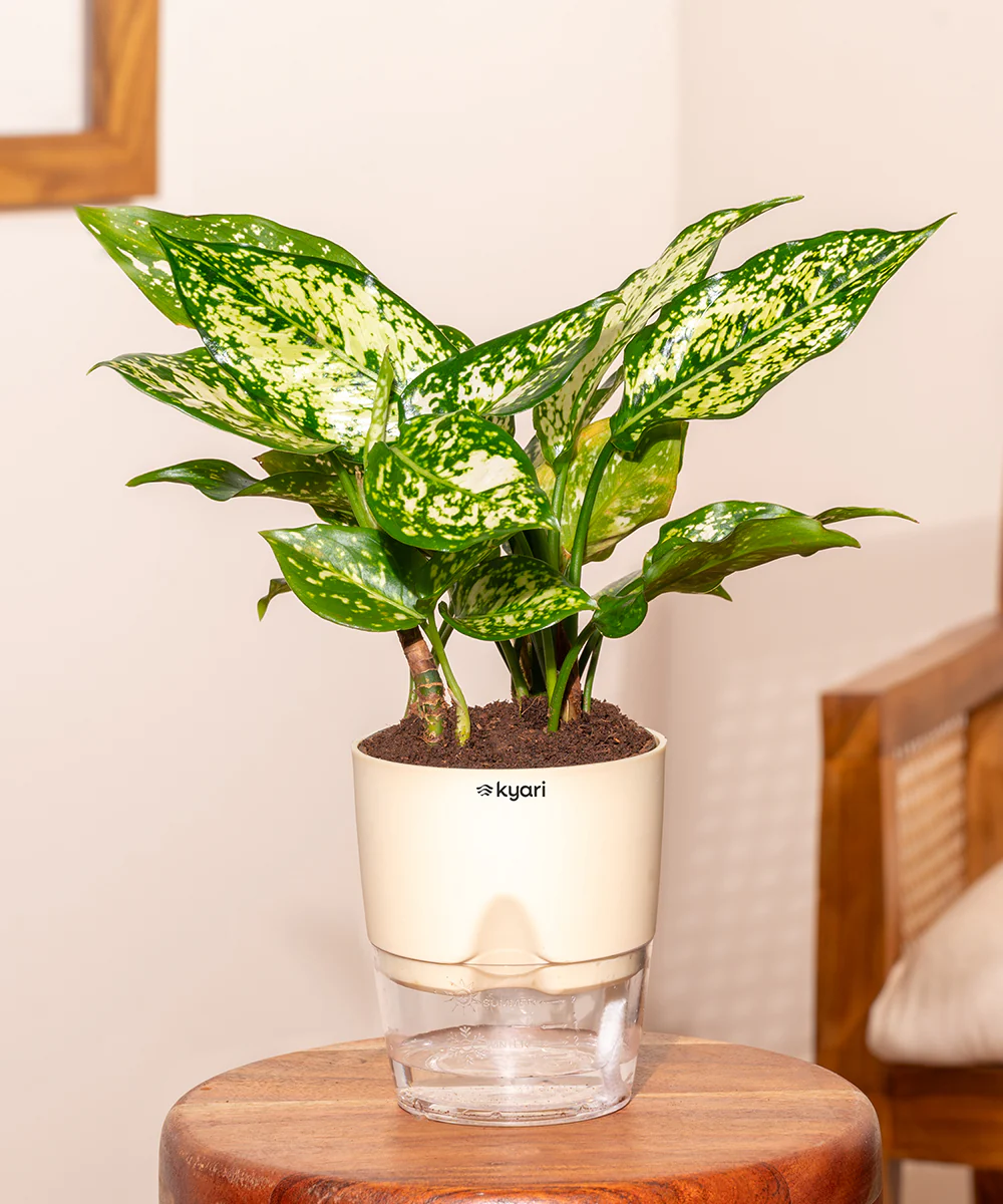 Aglaonema Snow White Plant With Self Watering Pot - Image 13