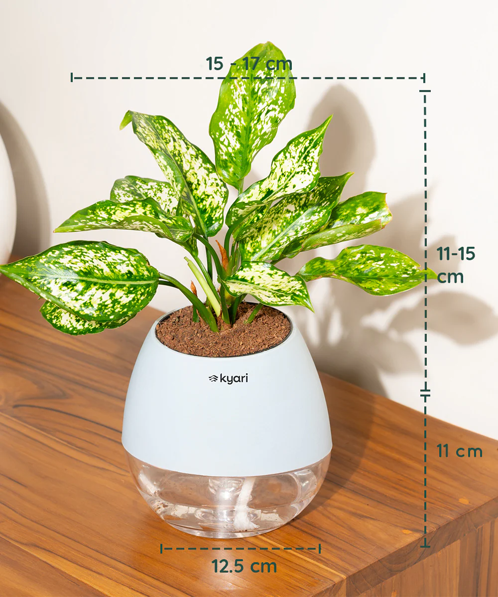 Aglaonema Snow White Plant With Self Watering Pot - Image 131
