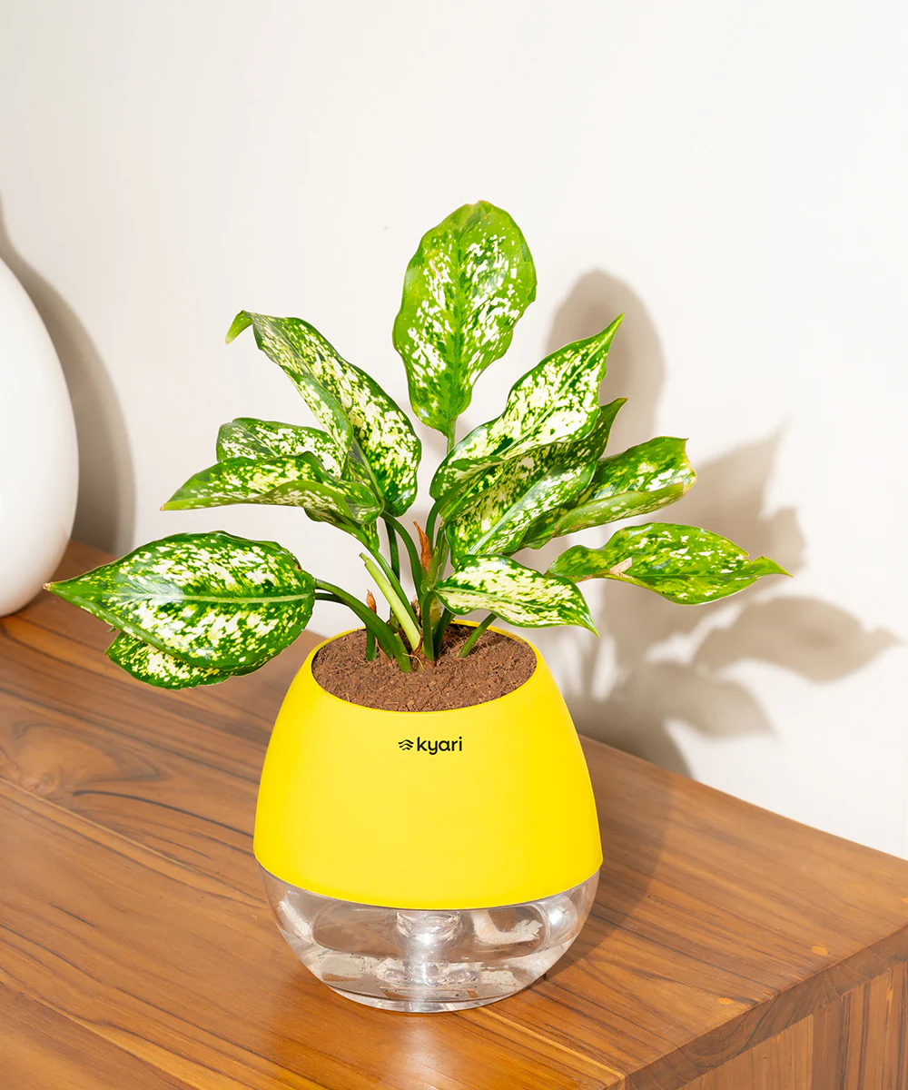 Aglaonema Snow White Plant With Self Watering Pot - Image 134
