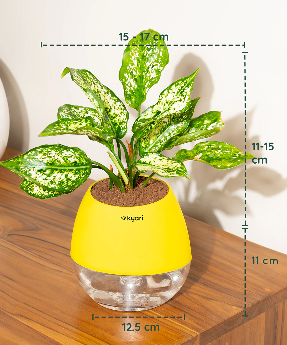 Aglaonema Snow White Plant With Self Watering Pot - Image 137