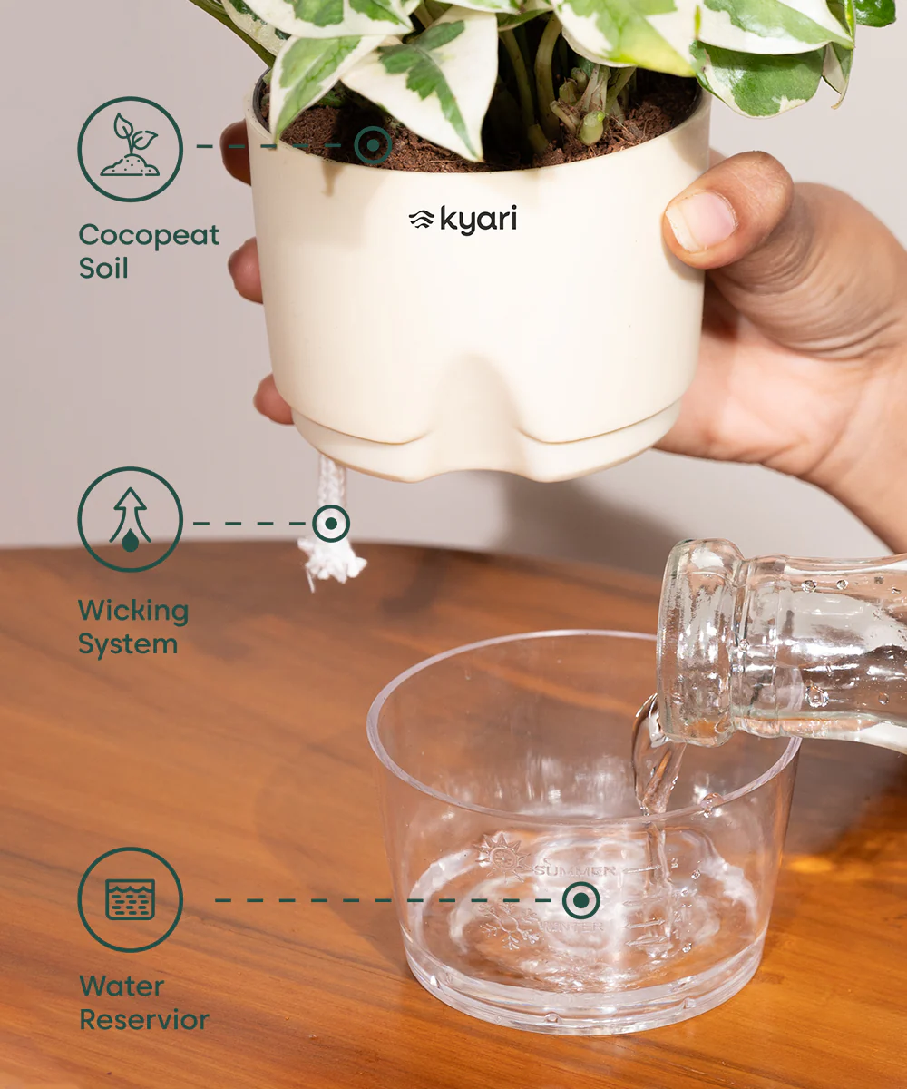 Aglaonema Snow White Plant With Self Watering Pot - Image 14