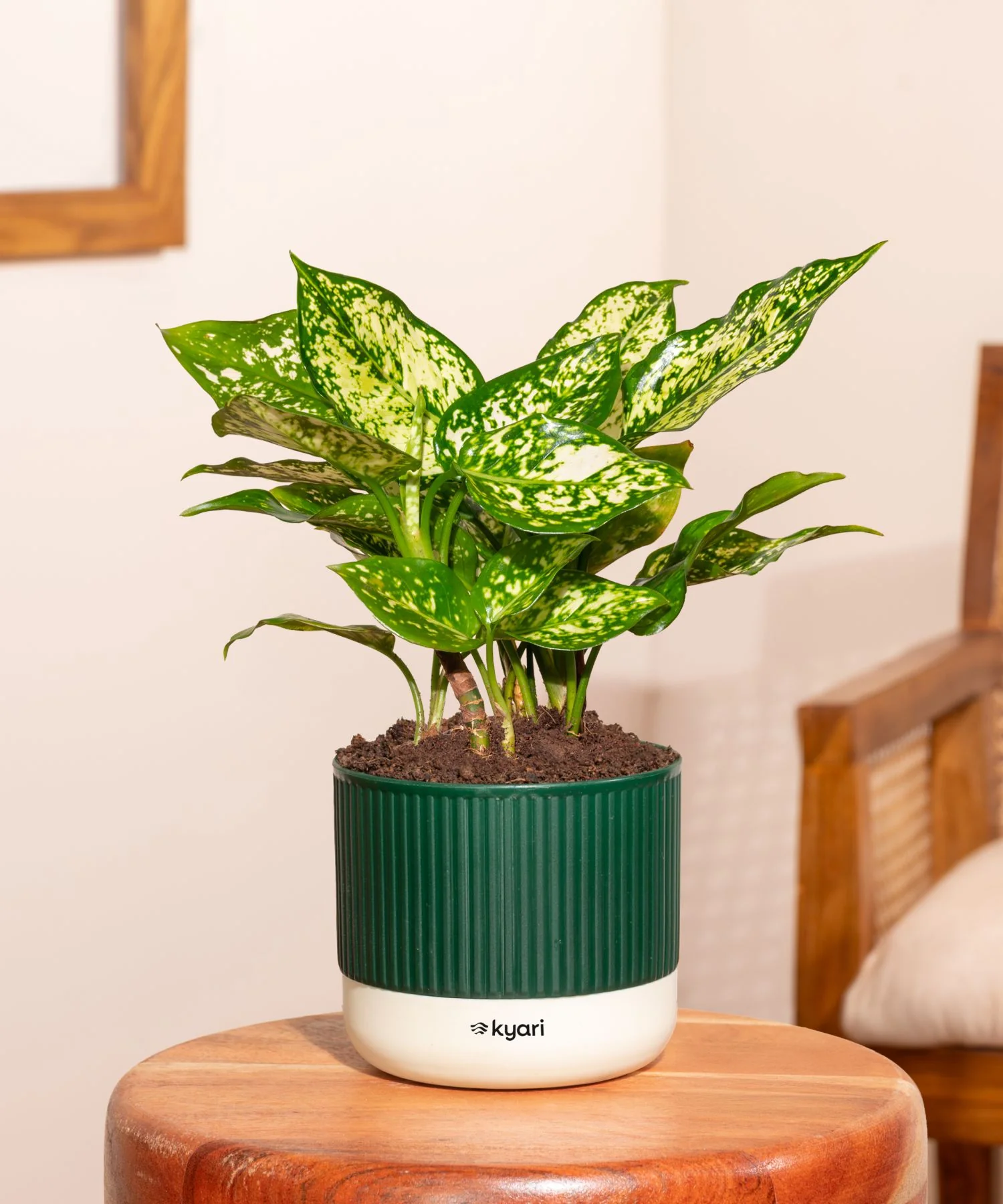 Aglaonema Snow White Plant With Mylo Planter BYOB - Image 6