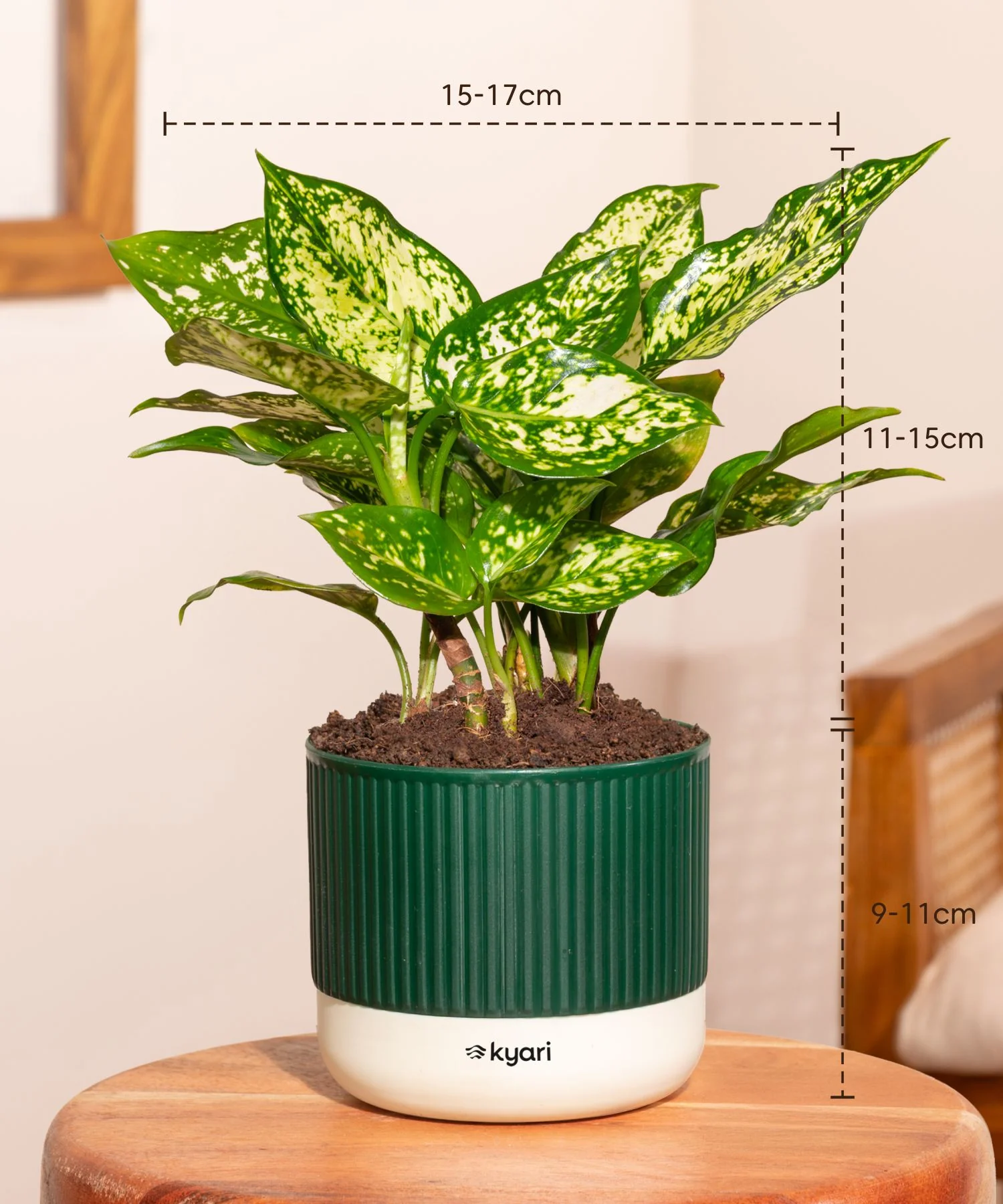 Aglaonema Snow White Plant With Mylo Planter BYOB - Image 7